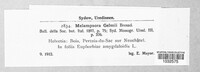 Melampsora euphorbiae image